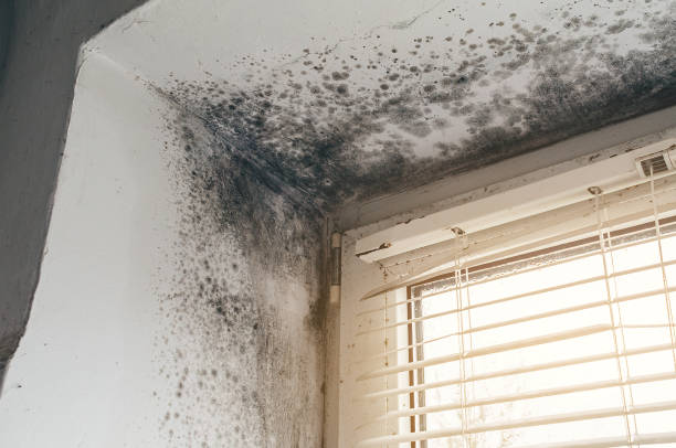 Affordable Mold Remediation solutions in Wingate, NC